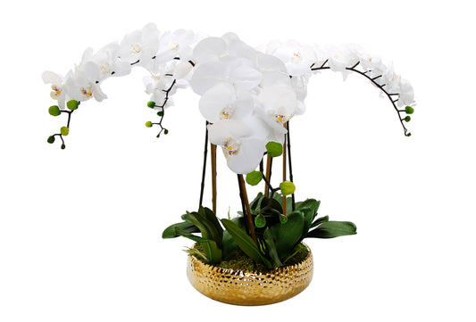 White Orchid Plant in Shallow Gold Pot - Five Branch